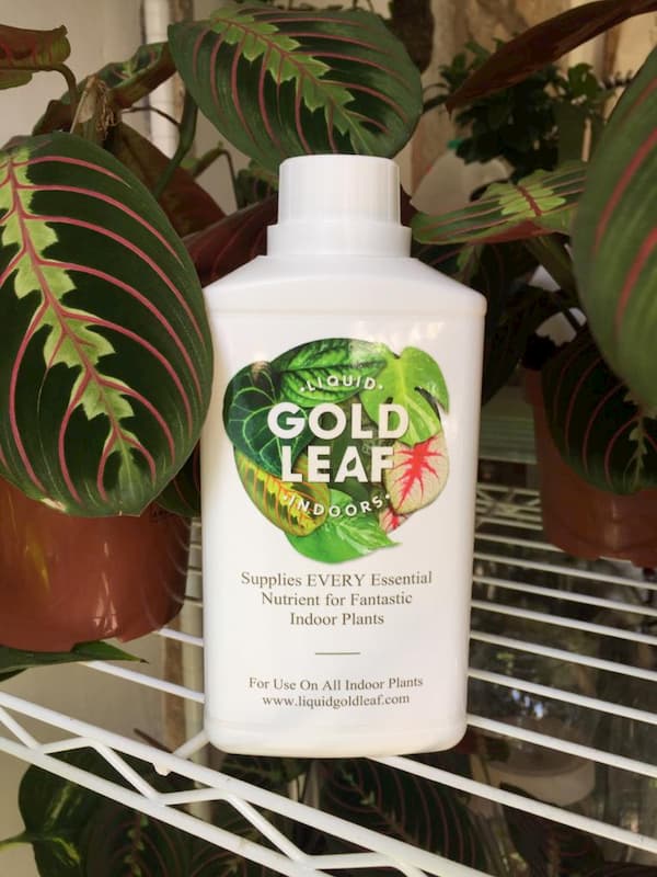 Plant food Liquid Gold Leaf