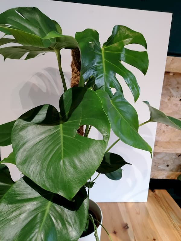 Monstera deliciosa on moss pole - Junglist